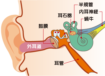 上咽頭の位置